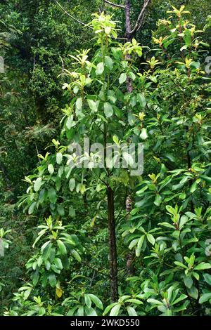 Canelo or Winter's bark (Drimys winteri) is an evergreen tree native to temperate regions of Argentina and Chile. This photo was taken in Alerce Andin Stock Photo