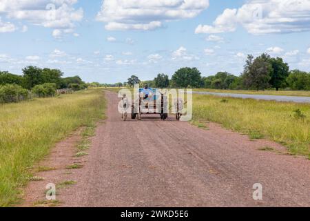 african man in the village driving a cart with four donkeys on the tarred road he is caring few drums with water for the villagers Stock Photo