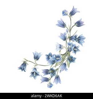 Violet-blue flowers Campanula persicifolia (peach-leaved bellflower) on a white background with space for text. Bluebell composition. For cards, invit Stock Photo