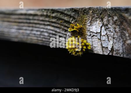Close-up of wooden structure covered in moss Stock Photo