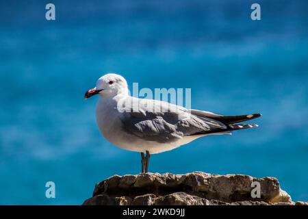 Seagull Portrait on Mallorca Coast, Blue wallpaper Stock Photo