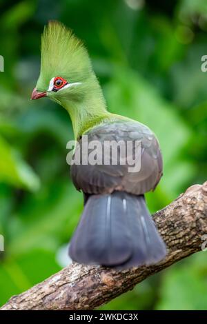 The Guinea turaco (Tauraco persa) is a group of African otidimorph birds.  Often inconspicuous in the treetops Stock Photo
