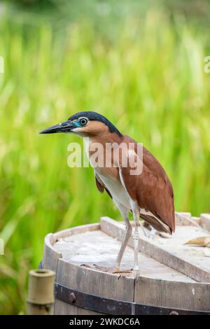 The nankeen night heron (Nycticorax caledonicus) is a heron that belongs to the genus Nycticorax and the family Ardeidae Stock Photo