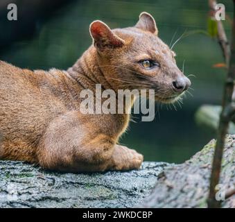 The fossa (Cryptoprocta ferox) is resting on the tree.  A cat-like,  the largest mammalian carnivore on the island of Madagascar. Stock Photo