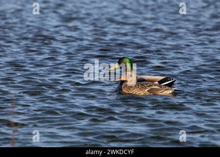 A male and female pair of wild mallards (Anas platyrhynchos) swim together across blue wavy water. Yorkshire, UK in February Stock Photo