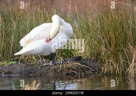 Mute swan (Cygnus olor) preening its feathers whilst it stands on land by the edge of the water within a reedbed habitat. Stock Photo