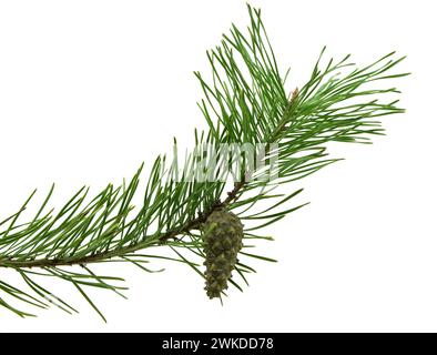Cones on a branch isolated on white. Spruce branch with cones on white. Young pine cone on a green tree branch. Coniferous evergreen bumps with fruits Stock Photo