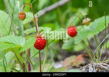 Ripe of wild strawberry growing in forest. Red strawberry on bush on mountain. Stock Photo