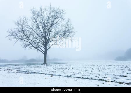 View of an oak tree in a field on a snowy and foggy winter day Stock Photo