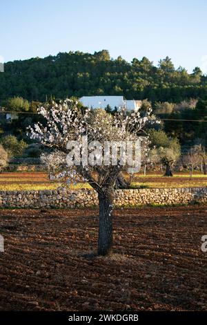 Almond trees blooming in the Pla de Corona area in the town of Santa Agnes on the island of Ibiza. Stock Photo