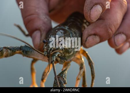 Catching crayfish while fishing, crayfish close-up Stock Photo