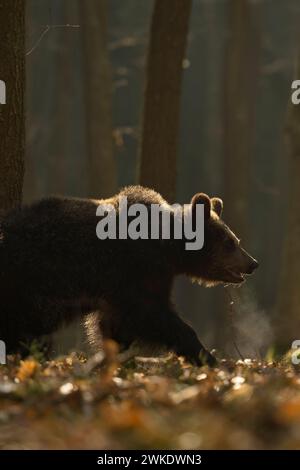 European Brown Bear ( Ursus arctos ) walking through a forest, in first morning light, backlight situation, visible breath cloud, Europe. Stock Photo