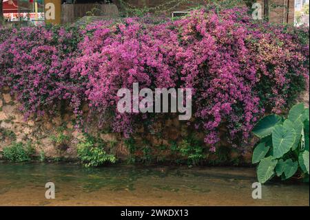 Summer blooming oleander flowers in residential area on Alanya street, Turkey Stock Photo