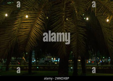 Palm trees with vintage light bulbs on the city beach in Abu Dhabi at night. Summer and party at sea Stock Photo