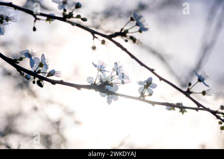 Branches of Cherry blossom with warm sunlight bokeh. Spring concept, background. Stock Photo