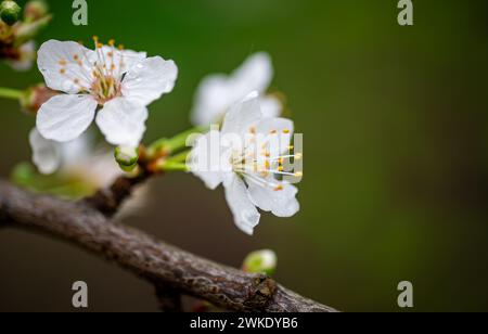 Macro close up view of Cherry blossom on a branch with a green background. Spring concept, backdrop. Stock Photo