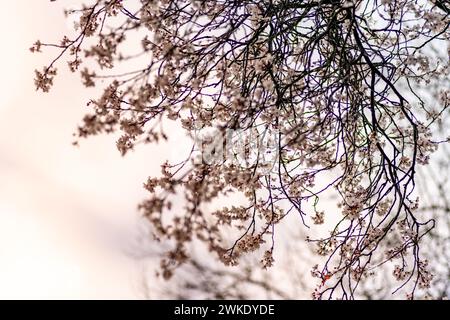 Cherry blossom on branches against the sky. Spring background. Stock Photo