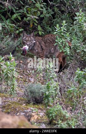 Beautiful portrait of an Iberian lynx with a rabbit's foot in its mouth ...