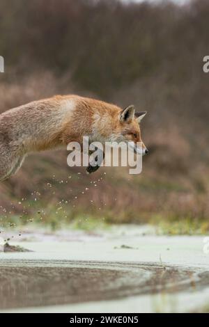 Fuchs / Rotfuchs  Vulpes vulpes  im kraftvollen, hohen Sprung, springt über ein Gewässer, in natürlicher Umgebung, heimische Wildtiere, wildlife, Europa. *** Red Fox  Vulpes vulpes , adult in winterfur, jumping over a little creek in a swamp, far and high jump, hunting, wildlife, Europe. Niederlande, Westeuropa Stock Photo