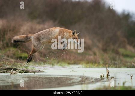 Fuchs / Rotfuchs  Vulpes vulpes  im kraftvollen, hohen Sprung, springt über ein Gewässer, in natürlicher Umgebung, heimische Wildtiere, wildlife, Europa. *** Red Fox  Vulpes vulpes , adult in winterfur, jumping over a little creek in a swamp, far and high jump, hunting, wildlife, Europe. Niederlande, Westeuropa Stock Photo