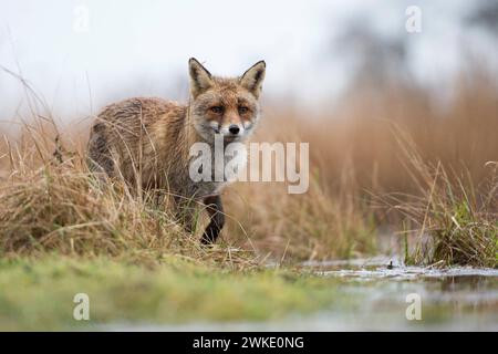 Fuchs / Rotfuchs  Vulpes vulpes  am Rande eines Gewässers, jagt im Sumpfgebiet, beobachtet aufmerksam, beeindruckende tiefe Aufnahmeperspektive, aus Froschperspektive, heimische Tierwelt, wildlife, Europa. *** Red Fox  Vulpes vulpes  at the edge of a body of water, hunting in marshland, watches attentively, impressive low point of view, wildlife, Europe. Niederlande, Westeuropa Stock Photo