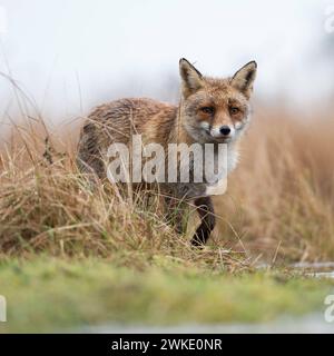 Fuchs / Rotfuchs  Vulpes vulpes  am Rande eines Gewässers, jagt im Sumpfgebiet, beobachtet aufmerksam, beeindruckende tiefe Aufnahmeperspektive, aus Froschperspektive, heimische Tierwelt, wildlife, Europa. *** Red Fox  Vulpes vulpes  at the edge of a body of water, hunting in marshland, watches attentively, impressive low point of view, wildlife, Europe. Niederlande, Westeuropa Stock Photo