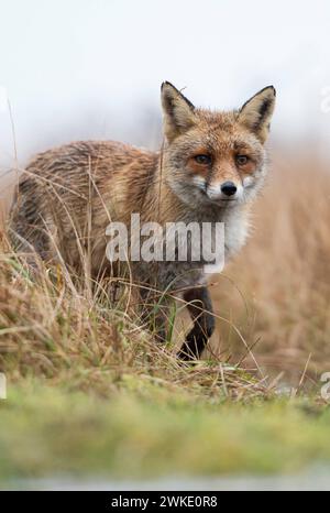 Fuchs / Rotfuchs  Vulpes vulpes  am Rande eines Gewässers, jagt im Sumpfgebiet, beobachtet aufmerksam, beeindruckende tiefe Aufnahmeperspektive, aus Froschperspektive, heimische Tierwelt, wildlife, Europa. *** Red Fox  Vulpes vulpes  at the edge of a body of water, hunting in marshland, watches attentively, impressive low point of view, wildlife, Europe. Niederlande, Westeuropa Stock Photo