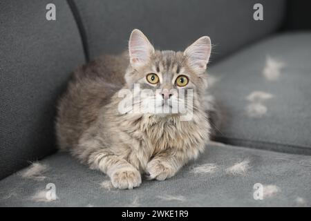 Cute cat and pet hair on grey sofa Stock Photo