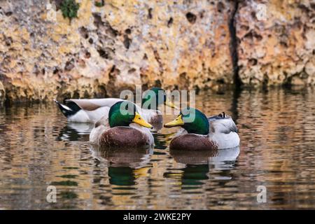 Cala Murada, ducks in Torrent des Fangar, Manacor, Majorca, Balearic Islands, Spain. Stock Photo