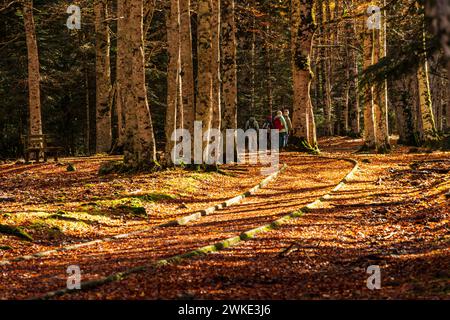 adapted path, Ordesa i Monte Perdido National Park, Province of Huesca, Aragon. Stock Photo