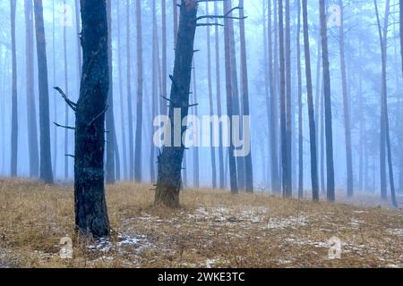 landscape with mist in forest at early spring Stock Photo