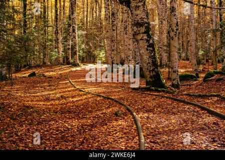 adapted path, Ordesa i Monte Perdido National Park, Province of Huesca, Aragon. Stock Photo