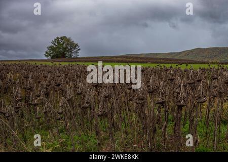A field of dead, dried up sunflowers stand in field in rural Pennsylvania during a gloomy, dark cloud day. Stock Photo