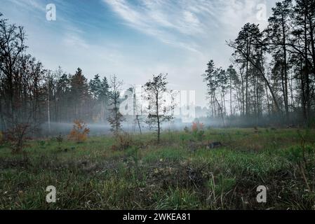 Beautiful autumn morning in the forest on a large green meadow with trees. There is a little fog in the meadow. Stock Photo