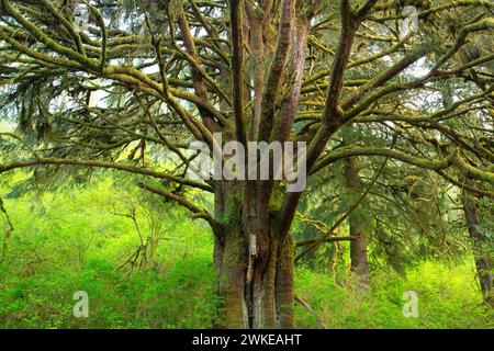 Sitka spruce (Picea sitchensis), Lincoln County, Oregon Stock Photo