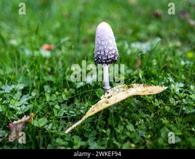 Dew on a mushroom in spring in the grass Stock Photo