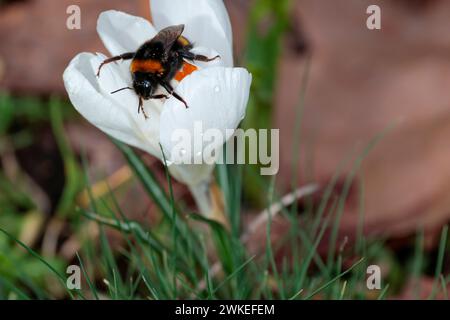 Buff tailed bumble bee in white crocus early spring UK orange yellow stamen powdery pollen on body of black and yellow bee some moisture on petals Stock Photo