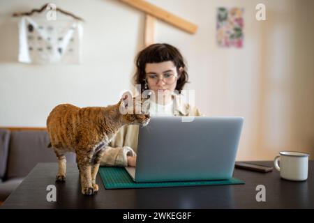 Curious cat distracting owner girl from freelance work or studying on laptop sitting at desk at home Stock Photo