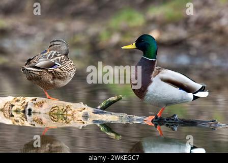 Mallard ducks , Anas platyrhynchos  pair, male drake and female sitting on old wood, tree trunk in the lake. Blurred background. Trencin, Slovakia Stock Photo