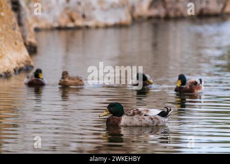 Cala Murada, ducks in Torrent des Fangar, Manacor, Majorca, Balearic Islands, Spain. Stock Photo