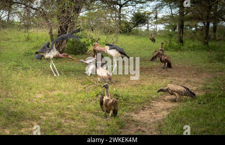 A wake of white-backed vultures gorge themselves on a dead zebra as a marabou stork watches in Nyerere National Park (Selous Game Reserve) in southern Stock Photo