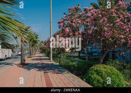 Summer blooming oleander flowers in residential area on Alanya street, Turkey Stock Photo