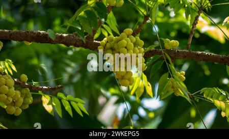 star gooseberry on tree Stock Photo