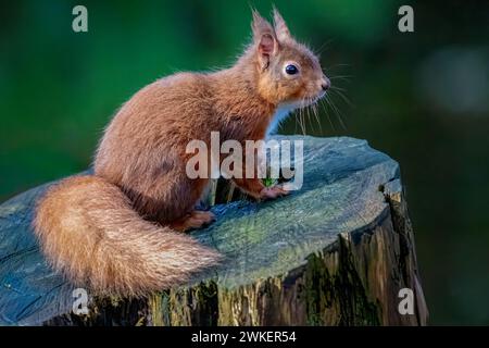 A Red Squirrel foraging in a Scottish forest Stock Photo