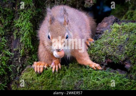 A Red Squirrel foraging in a Scottish forest Stock Photo