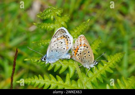 Silver- studded Blue Butterfly's,'Plebeius argus',mating on bracken in the New Forest, Hampshire. Stock Photo