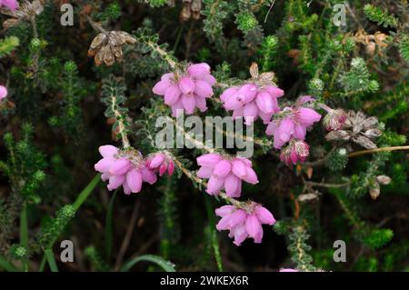 Dorset Heath,'Erica ciliaris', a member of the erica family of plants with pitcher shaped pink/red flowers, New Forest, Hampshire, UK Stock Photo