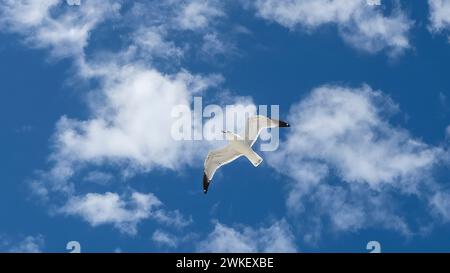 White Gull flying overhead in blue sky with white clouds over southwest Florida USA Stock Photo