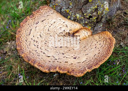 Cerioporus squamosus growing on tree stump Stock Photo