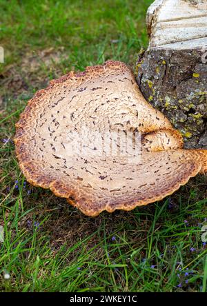 Cerioporus squamosus growing on tree stump Stock Photo